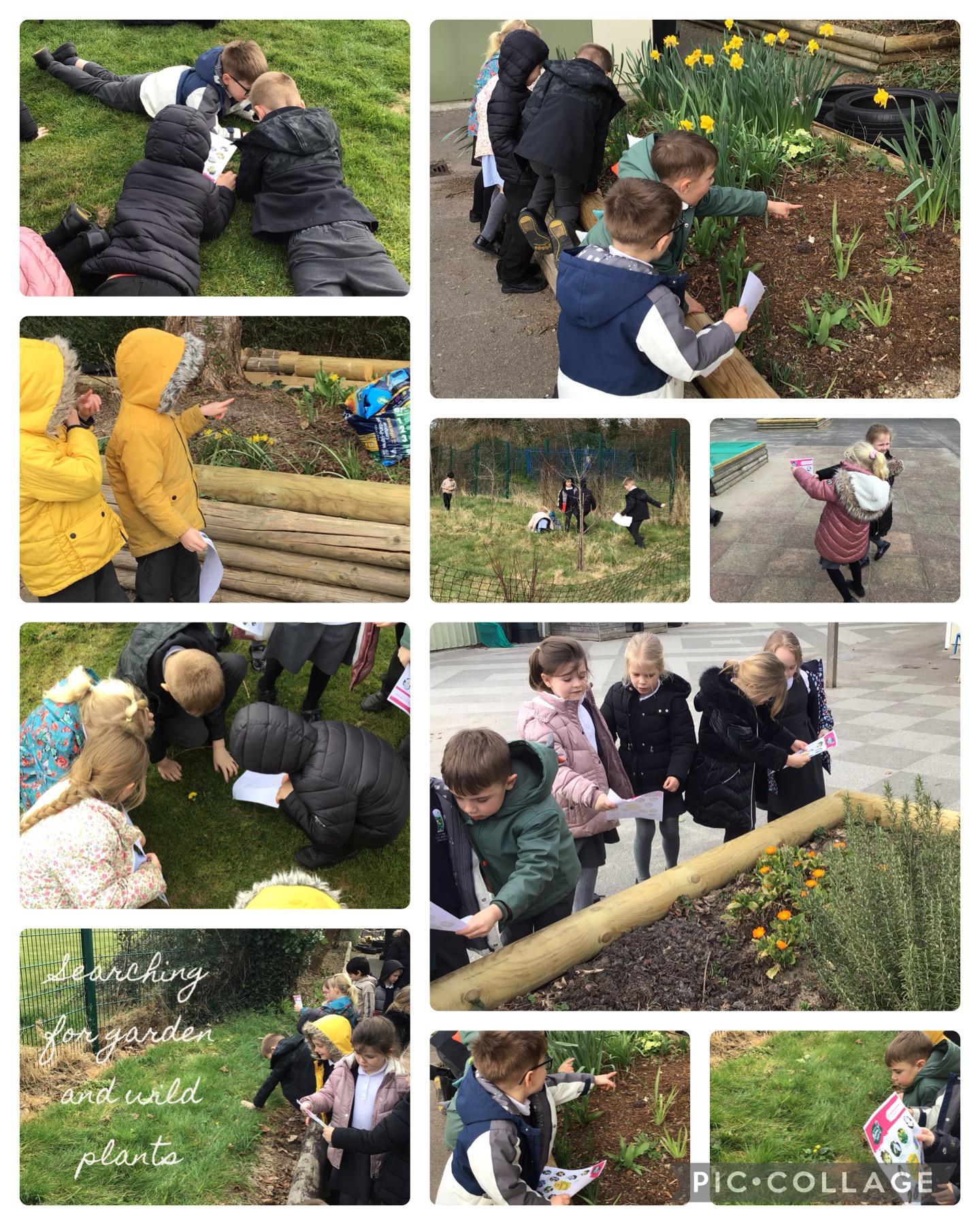 Year One took a walk around our school grounds to spot common garden and wild plants.
